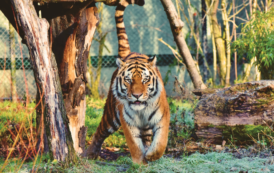 Crypto Altcoins Ready for a Rebound? November 2025 Insight post thumbnail